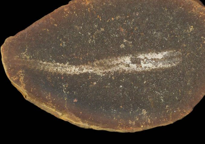 Didontogaster Fossil Worm (Pos/Neg) - Mazon Creek #101546